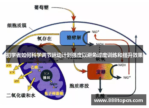 初学者如何科学调节运动计划强度以避免过度训练和提升效果